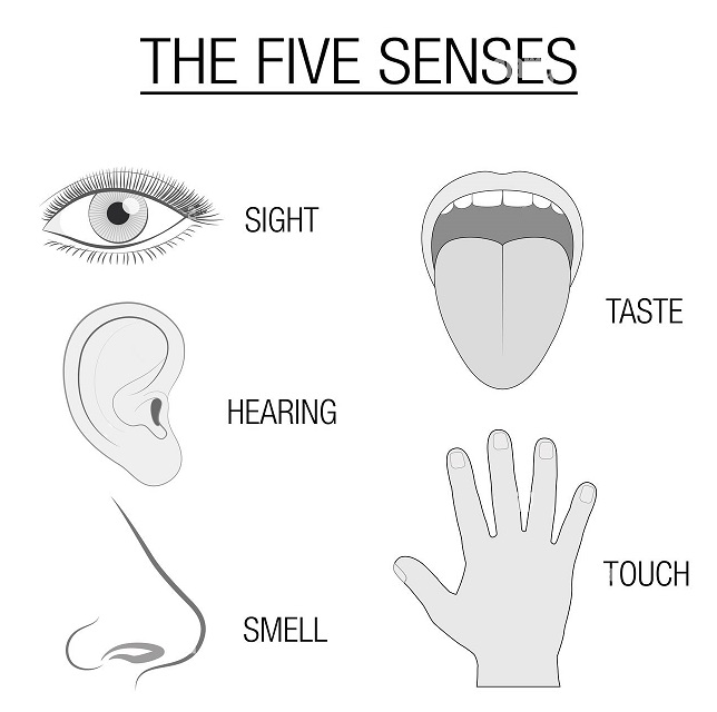 Как мозг усваивает информацию How the brain assimilates information